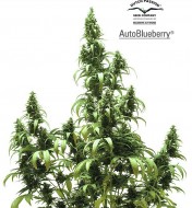 Auto Blueberry