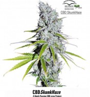 CBD SkunkHaze
