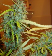 Angel Heart (Mango Haze X Afghan Skunk) Regular