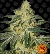 Afghan Hash Plant Regular