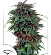 Durban Poison Regular