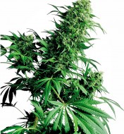 Shiva Shanti Regular