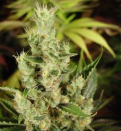 Amnesia Haze Regular