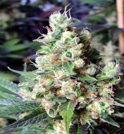 N.Y.C. Diesel Regular