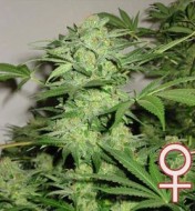 Northern Light Special  