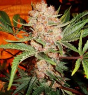 Bubblelicious Regular