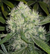 Nordle (Afghan Skunk) Regular