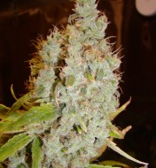 Mango X Widow Regular