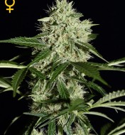 Northern Light Automatic