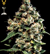 Jack Herer