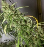 Ethiopia x Malawi Regular