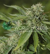 Brazil Amazonia Regular