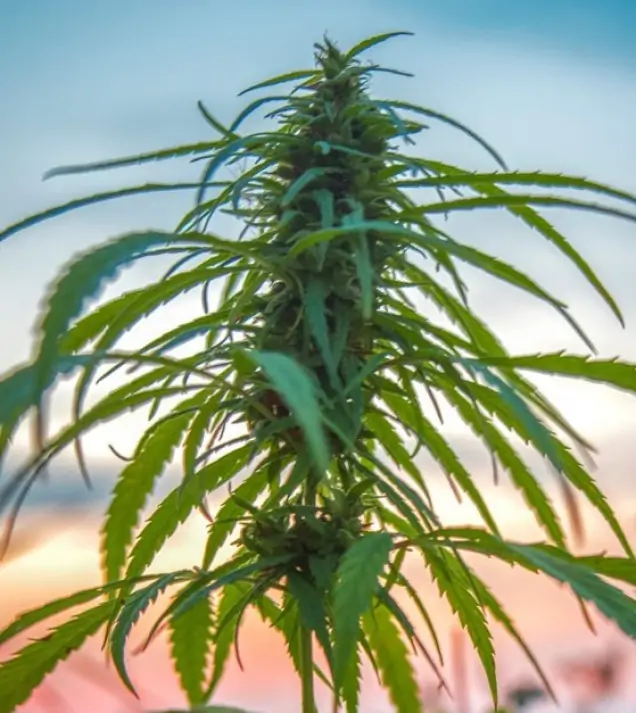 Konopné vlákno CBD (1000 semen)