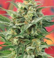 8 Miles High Regular