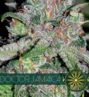 Doctor Jamaica Auto