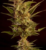 Auto Winweed CBD
