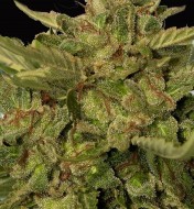 Mr. California Pearl