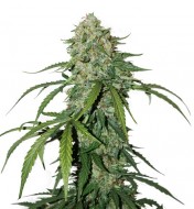 CBD 1:1 Silver Lime Haze Auto