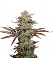 Sticky Fingers Auto