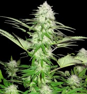 Sweet Harlem Diesel