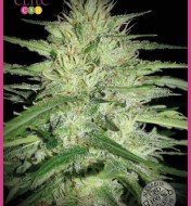 Juanita"La Lagrimosa"