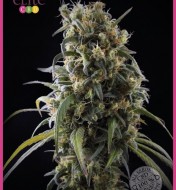 La Rica Clásica CBD