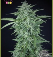 Llimonet Haze Auto CBD