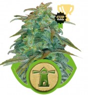 Royal Haze Automatic