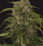 Sir Jack Auto Pure CBD