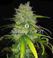 Auto Orange Jack XL