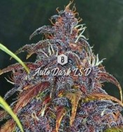 Auto Dark LSD