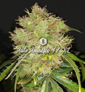 Auto Amnesia 47 XL