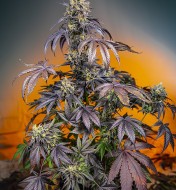 Red Gorilla Girl XL Auto