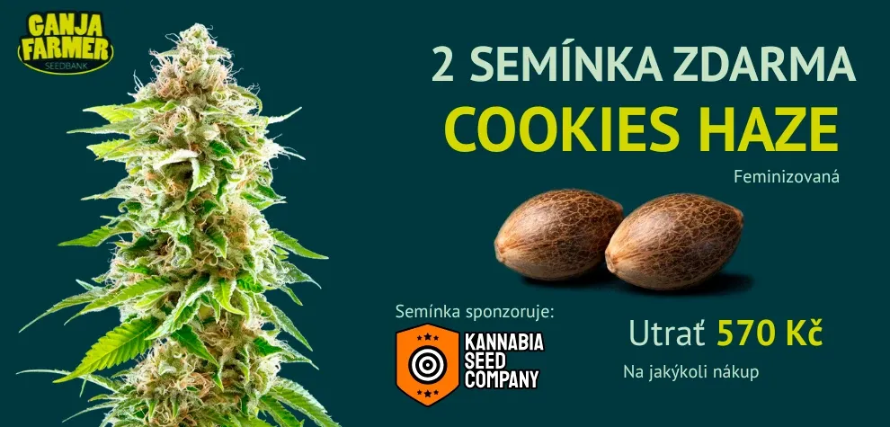 Kannabia Cookies Haze