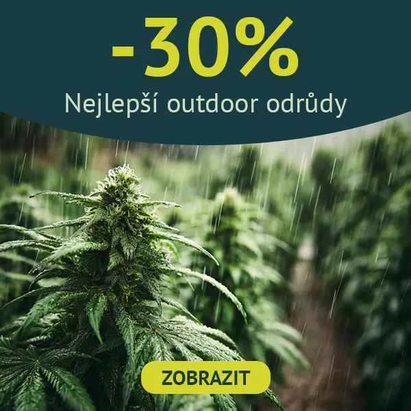 Nejlep&scaron;&iacute; Outdoor odrůdy konop&iacute;