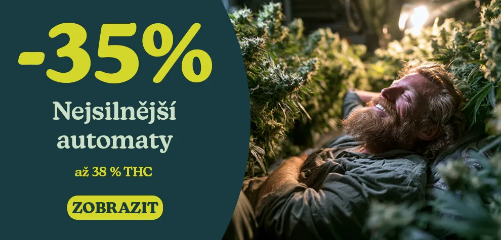 Samonakv&eacute;tac&iacute; semena konop&iacute; s vysok&yacute;m obsahem THC