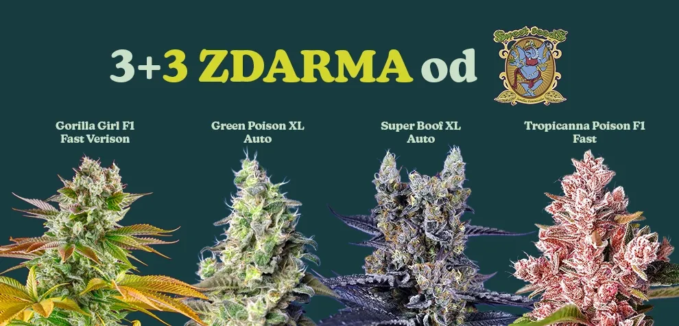 Sweet Seeds Promo