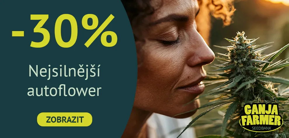 Samonakv&eacute;tac&iacute; semena konop&iacute; s vysok&yacute;m obsahem THC