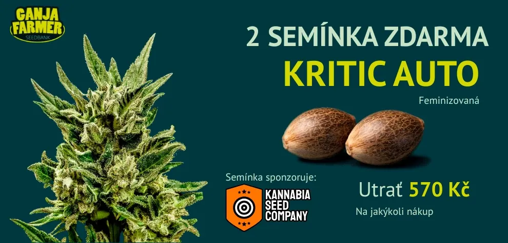 Kannabia Kritik Auto