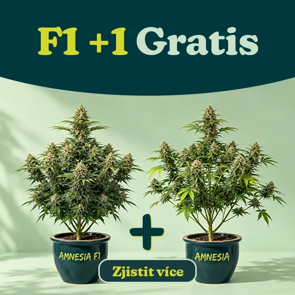 Promo F1+1 Gratis