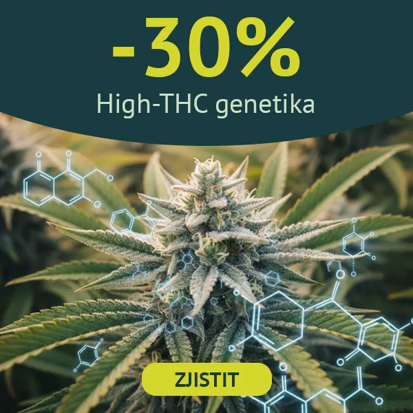 Nejsilněj&scaron;&iacute; marihuana