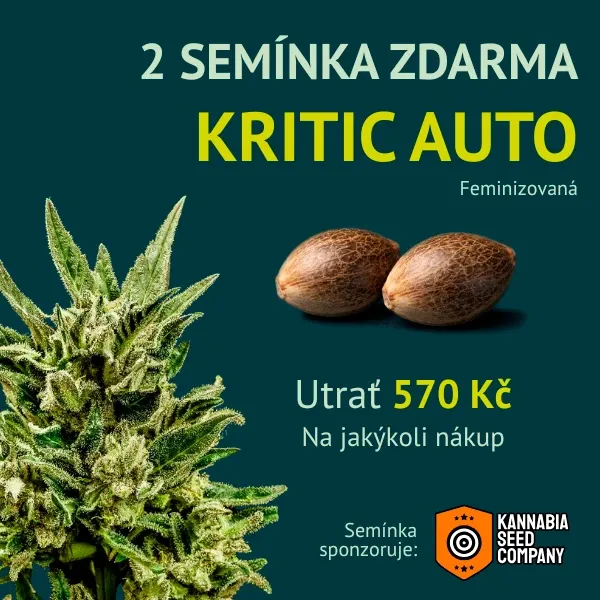 Kannabia Kritik Auto