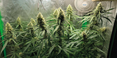 Gorilla Glue &ndash; p&aacute;r slov o t&eacute;to mimoř&aacute;dně zaj&iacute;mav&eacute; hybridn&iacute; odrůdě