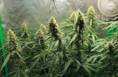 Gorilla Glue &ndash; p&aacute;r slov o t&eacute;to mimoř&aacute;dně zaj&iacute;mav&eacute; hybridn&iacute; odrůdě