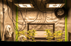 Nejčastěj&scaron;&iacute; chyby zač&aacute;tečn&iacute;ků při pěstov&aacute;n&iacute; konop&iacute;