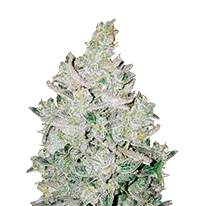 Blue Cheese